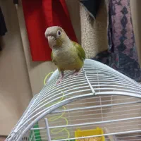 دارچینی طوطی