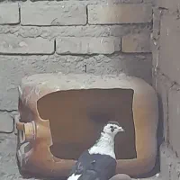 کبوتر ریش سیاه|پرنده|سراوان, |دیوار