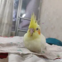 جوجه عروس هلندی