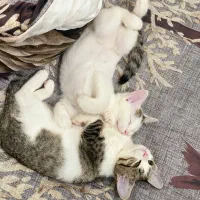 واگذاری توله گربه