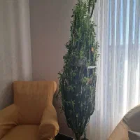 گل کاکتوس افوربیا