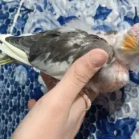 جوجه عروس هلندی|پرنده|جهرم, |دیوار