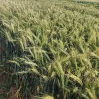 بذر جو بهمن شهبد واکسیما جلگه آبیدر هیبرید