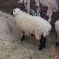 میش چاق وبزغاله