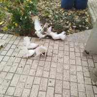 کبوتر|پرنده|مشهد, بهارستان|دیوار