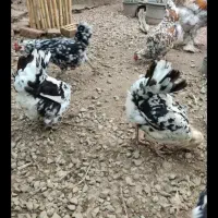 گلین مولد اصیل استثنایی ،تخمگذار|حیوانات مزرعه|رامیان, |دیوار