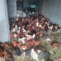 مرغ کردی تخم گذار|حیوانات مزرعه|کرمانشاه, |دیوار