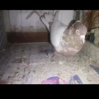 کبوتر ماده|پرنده|فولادشهر, B5|دیوار