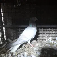 کفتر|پرنده|بم, |دیوار