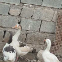 غاز درجه یک برای فروش