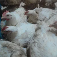 مرغ گوشتی ارگانیک|حیوانات مزرعه|قائمشهر, |دیوار