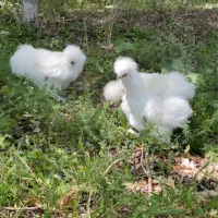 مرغ ابریشمی