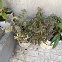 گل و گیاه طبیعی