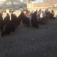 سلام خروس محلی جوان ۳۵ عدد فروش یکجا و تکی