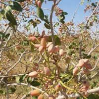 باغ پسته  قیمت توافقی|فروش دفتر صنعتی، کشاورزی، تجاری|شادمهر, |دیوار