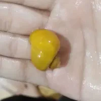 حلزون آکواریومی