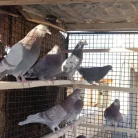 کبوتر پرشی|پرنده|فرمهین, |دیوار