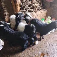 بزغاله|حیوانات مزرعه|بانه, |دیوار