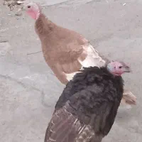 2عددبوقلمو   قیمت 3/000/000تومان است