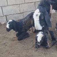 فـروشَ بره ژِنِ گوسفند resope میش شال قَزوین|حیوانات|کاشان, |دیوار