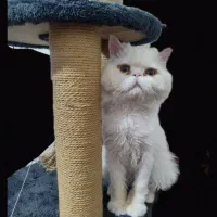 گربه پرشین ملوس