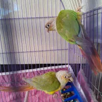 بازرگانی امیر پرنده زینتی|پرنده|نقده, |دیوار