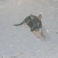 ورکلاین ماده شا توله ۵ ماه زرنگ و حرف گوشکن|سگ|نیشابور, هفده شهریور|دیوار