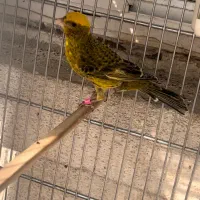 قناری لیزارد طلایی اورجینال