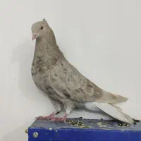 کبوتر دم سفید