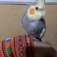پرنده|پرنده|سراوان, |دیوار