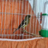 قناری نر اوپال