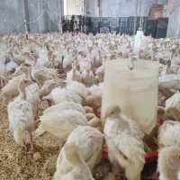 جوجه بوقلمون بیوتی یکماهه