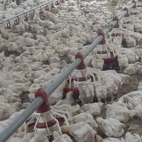 کارگرمرغداری برای سبزوار