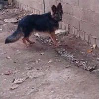 حیوانات|سگ|تولم شهر, |دیوار