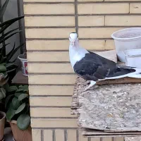 کفتر یا کبوتر دمگیر|پرنده|شاهین‌شهر, مخابرات (شهید بهشتی)|دیوار