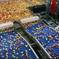 کار در سورتینگ بسته بندی سیب