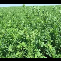 کاه یونجه درجه یک، در سپیدان|خدمات باغبانی و درختکاری|همایجان, |دیوار