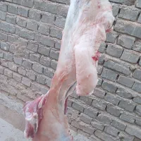 گوشت بره و بزغاله