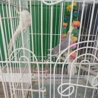 یک جفت عروس هلندی نرو ماده|پرنده|اصفهان, جاوان|دیوار