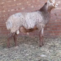 بره نر چینی اصیل قندوزی درشت و سالم