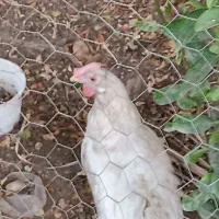 فروش مرغ خلفه محلی