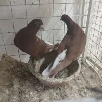 کبوتر دم سفید|پرنده|مشهد, شهرک امام هادی (شهرک غرب)|دیوار