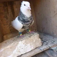 کبوتر طوقی شازده نر و ماده