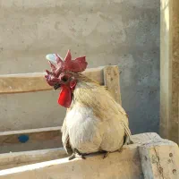 خروس جاپنیز اصل