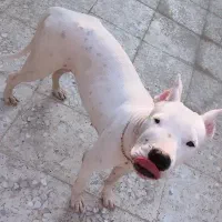 سگ داگو آرژانتینو ماده