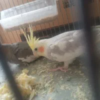 عروس هلندی نر ۵ ۶ ماهه