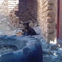 دو عدد سگ توله سیاه گم شده