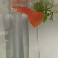 یک عدد گوپی فول رد نر|ماهی|اردبیل, |دیوار