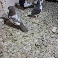 کبوتر|پرنده|مشهد, توس فردوسی|دیوار