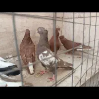 جوجه|پرنده|مشهد, هنرور|دیوار